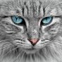 读者“像素猫”的卡通头像，深棕背景配暖色几何图形