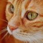 读者老猫不吃鱼的头像，一只橘猫趴在键盘旁边的插画风格头像